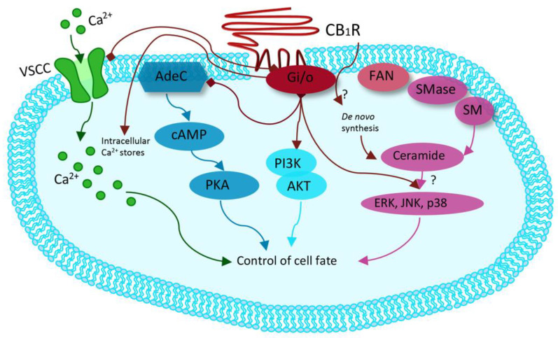 Modified from Guzman et al. Cannabinoids: Potential anticancer agents. Nat Rev Cancer. Mechanism activated by the receptor of human cannabinoids 1 (CB1R), ranging from binding to G-protein-coupled receptors (Gi/o) with inhibition of the adenylyl cyclase (AdeC), and therefore of the cyclicAMP (cAMP) and of the protein kinase A (PKA). Inhibition of voltage-sensitive Ca2+ channels (VSCC); release of Ca2+ from intracellular stores; activation of the phosphatidylinositol 3-kinase (PI3K)–AKT pathway; activation of mitogen-activated protein kinase cascades as extracellular-signal-regulated kinase (ERK), JUN amino-terminal kinase (JNK), and p38 and ceramide generation through FAN–sphingomyelinase (factor associated with neutral sphingomyelinase activation–SMase).