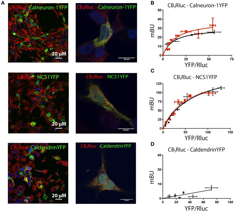 Interaction of CB1R with calcium sensor proteins. For immunocytochemistry assays HEK-293T cells were co-transfected with cDNAs for CB1-RLuc (1.5 μg) and calneuron-1-YFP (2 μg), CB1-RLuc (1.5 μg) and NCS1-YFP (2 μg) or CB1-RLuc (1.5 μg) and caldendrin-YFP (3 μg). Cells were processed as described in section Materials and Methods. (A) CB1-RLuc was detected using a specific anti-RLuc antibody and a Cy3-conjugated secondary antibody, whereas sensor-YFP fusion proteins were detected by the yellow fluorescence due to YFP; merge is shown in images in the right, in which colocalization appears in yellow. Lower magnification (left) and high magnification images (right) are shown. (B–D) BRET assays were performed in HEK-293T cells transfected with cDNA for CB1-RLuc (1.5 μg) and increasing amounts of cDNAs for calneuron-1-YFP (0.25–2 μg) (B), NCS1-YFP (0.5–2.5 μg) (C) or caldendrin-YFP (1–3 μg) (D), in the presence (red) or absence (black) of 1 μM ionomycin. Values are the mean ± S.E.M. of 10 different experiments in duplicates.