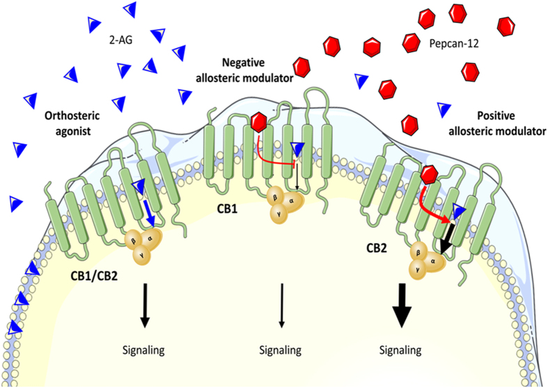 Illustration showing the opposite effects of pepcan-12 on CB1 and CB2 receptor G protein signaling. In presence of the endocannabinoid 2-AG, pepcan-12 acts as a negative allosteric modulator (NAM) of CB1 and as a positive allosteric modulator (PAM) of CB2. This illustration was drawn using Microsoft Power Point 2010.