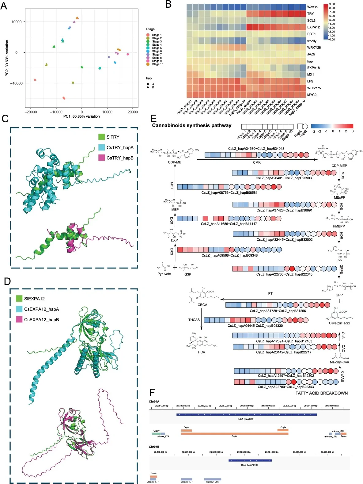 Allele-specific regulation and structural divergence shape trichome development and cannabinoid biosynthesis. (A) PCA of the glandular trichomes RNA-seq data. (B) Heatmap of expression levels of cannabis homologs of tomato trichome development regulators. (C) Protein structure of SlTRY, CsTRY_hapA, and CsTRY_hapB. (D) Protein structure of SlEXPA12, CsEXPA12_hapA, and CsEXPA12_hapB. (E) Heatmap of cannabinoid biosynthesis pathway gene expression during glandular trichome development. (F) TE insertion in OLS. OLS_hapA with TE insertion (up) and OLS_hapB without TE insertion (down).