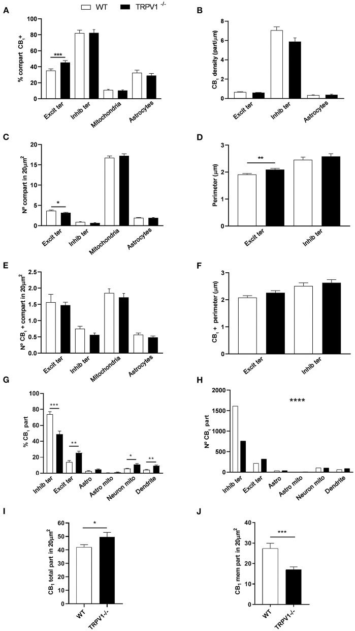 Statistical assessment of CB1R labeling in several subcellular compartments in the inner 1/3 ML of WT and TRPV1−/− mice. (A) Percentage of CB1R positive excitatory and inhibitory terminals, mitochondria and astrocytes. (B) Density of CB1R (particles/μm). (C) Number of excitatory and inhibitory terminals, mitochondria and astrocytes in 20 μm2. (D) Perimeter (μm) of synaptic terminals. (E) Number of CB1R positive excitatory and inhibitory terminals, mitochondria and astrocytes in 20 μm2. (F) Perimeter (μm) of CB1R positive synaptic terminals. Data were analyzed by non-parametric or parametric tests (Mann–Whitney U-test or Student's t-test). (G) Proportion of CB1R labeling in excitatory and inhibitory terminals, astrocytes, mitochondria (neuronal, astroglial), and dendrites normalized to the total CB1R content. (H) Number of CB1R particles in the compartments analyzed in (G). Chi square test. (I) Total number of CB1R particles in 20 μm2. (J) Number of CB1R particles found in membranes in 20 μm2. Mann–Whitney U-test or Student's t-test. p < 0.05*; p < 0.01**; p < 0.001***; p < 0.0001****. All data are represented as mean ± S.E.M.