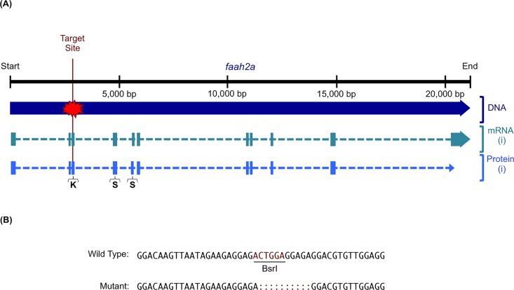 TALEN-mediated mutagenesis of faah2a.(A) The faah2a TALEN target site was designed in exon 3 so that mutagenesis would disrupt all predicted splice variants. NCBI Accessions: Gene ID, 436973; DNA, NC_007112.6; mRNA (i), NM_001002700.2; Protein (i), NP_001002700.1. The target site is just upstream of the sequence encoding a lysine in the predicted serine 228 (S) / serine 204 (S) / lysine 129 (K) catalytic triad. (B) An alignment of wild type and mutant faah2a sequences reveals the TALEN-induced indel in the target BsrI restriction enzyme site.
