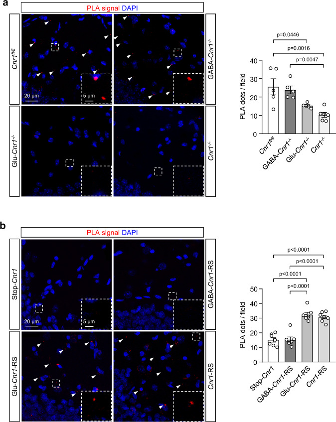 GAP43 interacts with CB1R in MC axon terminals of the DG.PLA experiments were performed in hippocampal sections from 3-month-old mice of different genotypes. CB1R-GAP43 complexes are shown as PLA-positive red dots. Nuclei are stained with DAPI (blue). a Representative images of DG-IML sections from Cnr1fl/fl, GABA-Cnr1−/−, Glu-Cnr1−/−, and full Cnr1−/− mice. Arrowheads point to some of the complexes. Inset magnifications are included for each genotype. Quantification of PLA-positive dots per field is shown (right, means ± SEM; Cnr1fl/fl n = 5 mice, GABA-Cnr1−/− n = 5 mice, Glu-Cnr1−/− n = 5 mice, Cnr1−/− n = 6 mice; one-way ANOVA with Tukey’s multiple comparisons test). b Representative images of DG-IML sections from Stop-Cnr1, GABA-Cnr1-RS, Glu-Cnr1-RS, and Cnr1-RS mice. Arrowheads point to some of the complexes. Inset magnifications are included for each genotype. Quantification of PLA-positive dots per field is shown (right, means ± SEM; n = 7 mice per group; one-way ANOVA with Tukey’s multiple comparisons test). Source data are provided as a Source data file.