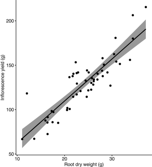 Correlation between inflorescence yield and root dry weight of Cannabis sativa (r = 0.9, P < 0.001). Shaded area represents 95% confidence interval.