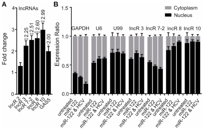 Four selected lncRNA candidates are upregulated by HCV. (A) The differential expression of five selected lncRNAs was confirmed by qRT-PCR 6 days after HCV transfection. GAS5 was used as a positive control. Data were normalized to GAPDH. Fold changes of lncRNA expression comparing HCV-treated cells to control cells are indicated at the top of each bar when statistically significant. Experiments were repeated a minimum of three times, with at least two replicates each time, and are represented as mean ± SEM. * p ≤ 0.05, ** p ≤ 0.01, and *** p ≤ 0.001. (B) The subcellular localization of lncR 3, lncR 7-2, lncR 8, and lncR 10 was measured by qRT–PCR after cell fractionation. RNA was collected from untreated cells, miR-122 treated, and miR-122 plus HCV RNA treated Huh-7.5 cells. GAPDH was used as cytoplasmic control. U6 and U99 were used as nuclear controls. Percentage of nuclear and cytoplasmic RNA levels were calculated depending on 2−∆Ct, where ∆Ct = Ct of the gene in nucleus - Ct in cytoplasm. The graph shows the average of at least three independent experiments, and represents data as mean ± SEM.