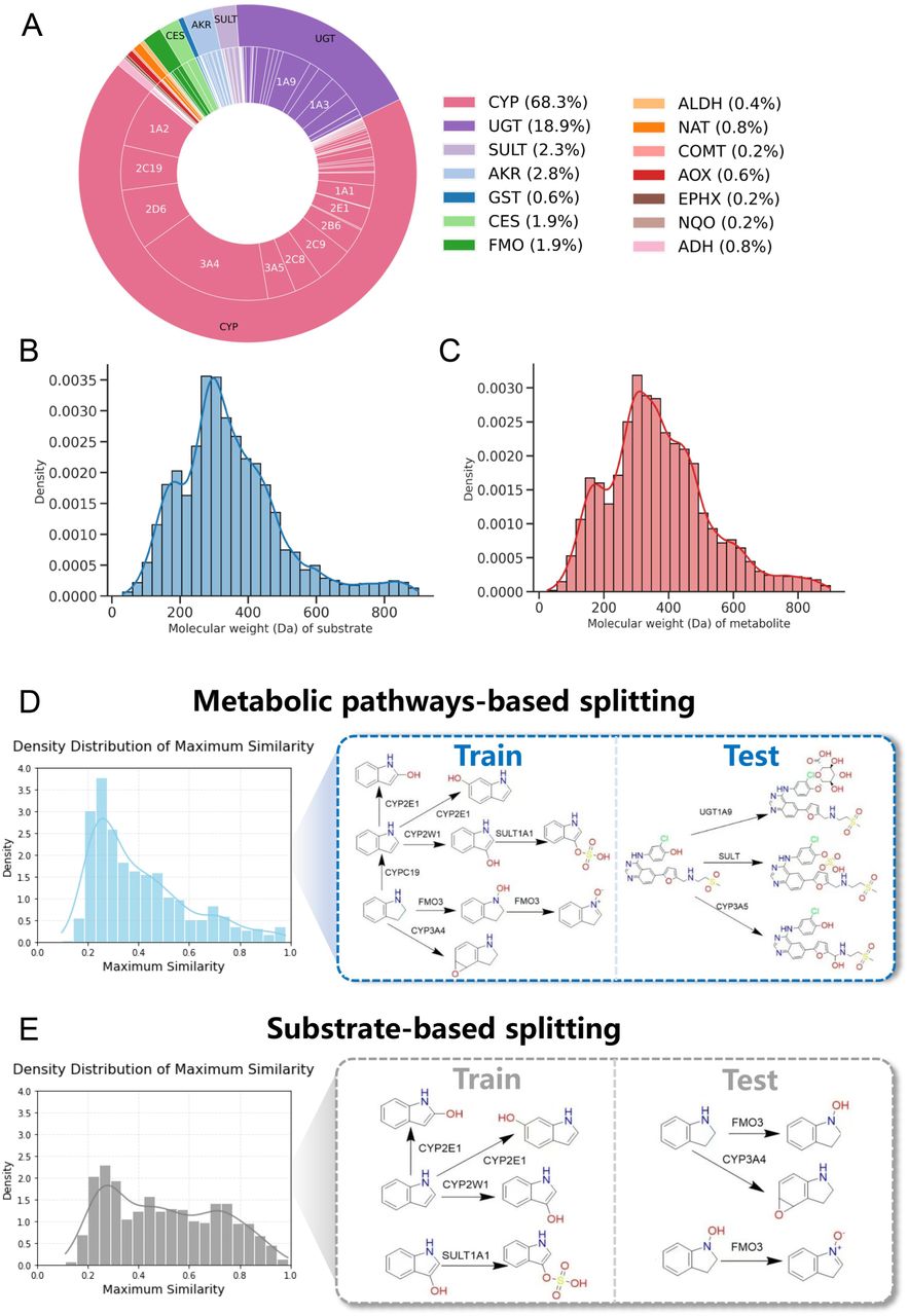 Composition of the curated dataset and splitting strategies.(A) Distribution of metabolizing enzymes by family and subtype. (B-C) Molecular weight distributions of substrates and metabolites. (D-E) Comparison of maximum Tanimoto similarity between training and test sets under different splitting schemes, with schematics illustrating pathway-based versus substrate-based partitioning.