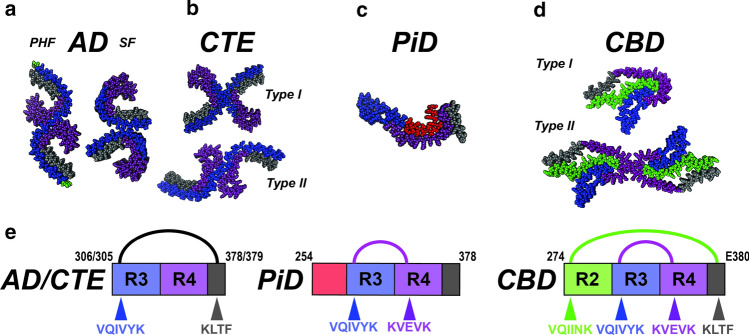 Unifying themes for diverse tauopathy fibrils. a–d Cryo-EM structures of tau fibrils isolated from AD-PHF, AD-SF, CTE (Type I and II), PiD and CBD (Type I and II). The structures are shown in spacefill representation, colored according to the repeat domains as in Fig. 1 and viewed down the fibril axis. e Schematic illustrating key contacts involving aggregation-prone elements observed in the different structures. Amino acids of each fibril are shown as a schematic and colored as in Fig. 1. Amino acids (including aggregation-prone elements) are colored according to the repeat domain and location indicated by an arrow. The linkage between contacts observed in AD/CTE, PiD and CBD are indicated by semi-circles and are colored black, magenta and green. The residues that comprise the amyloid structures are shown in the cartoon schematic