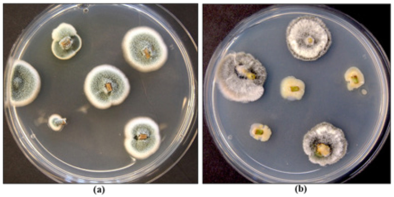 Examples of endophytic fungal and bacterial species recovered from cannabis stem segments following sterilization. (a) Petri dish with Penicillium species; (b) Petri dish with Chaetomium colonies and bacterial species.