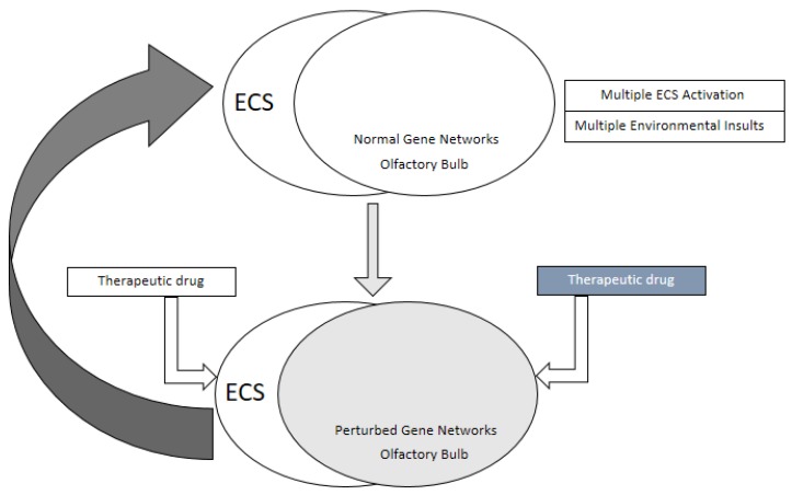 The endocannabinoid system (ECS) and the olfactory bulb as a site of therapeutic intervention for a functional olfactory pathway and neuronal homeostasis. ECS activation in response to diverse stimuli and environmental insults to the olfactory bulb affects overlapping physiological pathways and gene regulatory networks (top part of the figure) resulting in perturbed gene regulatory networks (shaded olfactory bulb in the lower half), a probable cause of onset and progression of olfactory deficits. The olfactory bulb and components of ECS can be used as therapeutic targets to restore homeostasis and physiological pathways as well as functional gene regulatory networks at a normal level. Just as there are multiple therapeutic targets, there could be at least two broader sets of therapeutic drugs: one set modulating ECS and the other set regulating olfactory bulb specific pathways at single cell level.