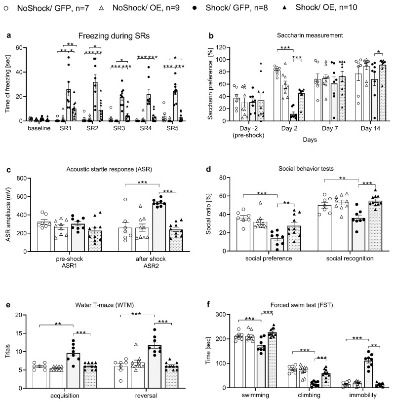 The effects of nucleus accumbens (NAc) β-catenin overexpression on behavior in rats exposed to shock and reminders. Compared with shocked rats with β-catenin overexpression in the nucleus accumbens (NAc) (Shock/OE) and non-shocked rats treated with green fluorescent protein (GFP) (NoShock/GFP), shocked rats treated with GFP (Shock/GFP) demonstrated the following: increased freezing on SR1 to SR5 (SR—situational reminder) (a); decreased saccharin preference on days 2 and 7 (only the NoShock/GFP group) (b); increased acoustic startle amplitude (ASR) on ASR2 (c); decreased social preference and social recognition (d); impaired performance in the acquisition and reversal phases in the water T-maze (WTM) (e); and increased immobility in the forced swim test (FST) (f) (data is shown as mean ± sem; *, p < 0.05; **, p < 0.01; ***, p < 0.001).