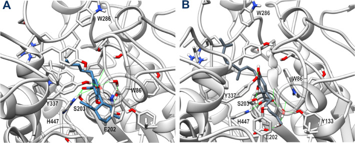 Representative MD frames of AChE (light gray) in complex with CBDA (steel blue, panel A) and CBGA (slate gray, panel B). A stick representation is used for heavy atoms of the ligand and protein sidechains within 5 Å of the ligand. Water molecules within 10 Å from the ligand involved in H‐bonds are shown in stick representation. Hydrogen, nitrogen, oxygen, and sulfur atoms are painted white, blue, red, and yellow, respectively. Half‐transparency is employed for the ribbon representation of protein regions overlying the ligand in the selected view. A green wire representation is adopted for H‐bonds.