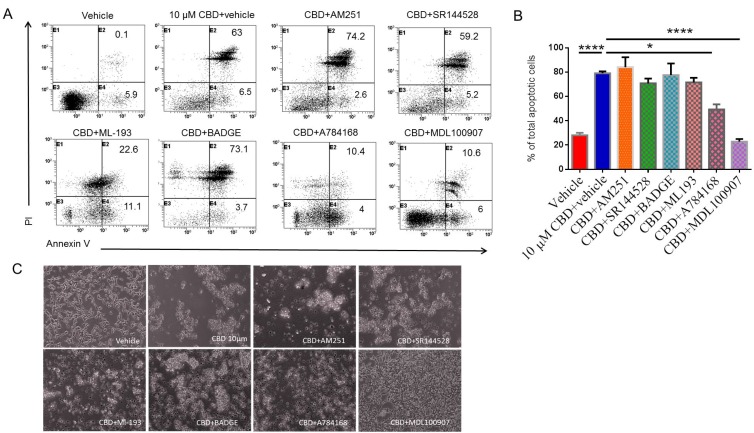 Identifying the receptors through which CBD induces apoptosis in SH SY5Y neuroblastoma cellsSH SY5Y cells were plated overnight and then treated either with vehicle or receptor antagonist for 1 hour followed by 10 µM CBD. Next, the cells were harvested and stained with Annexin-V- PI followed by flow cytometric analysis. The data from a representative experiment has been shown (A) and data from multiple experiments have been plotted in the bar diagram (B). (C) shows morphology of cells exposed to cultures as described in Panel A. Significance (p < 0.05) for all experiments was determined using one-way ANOVA and post-hoc Tukey’s test.