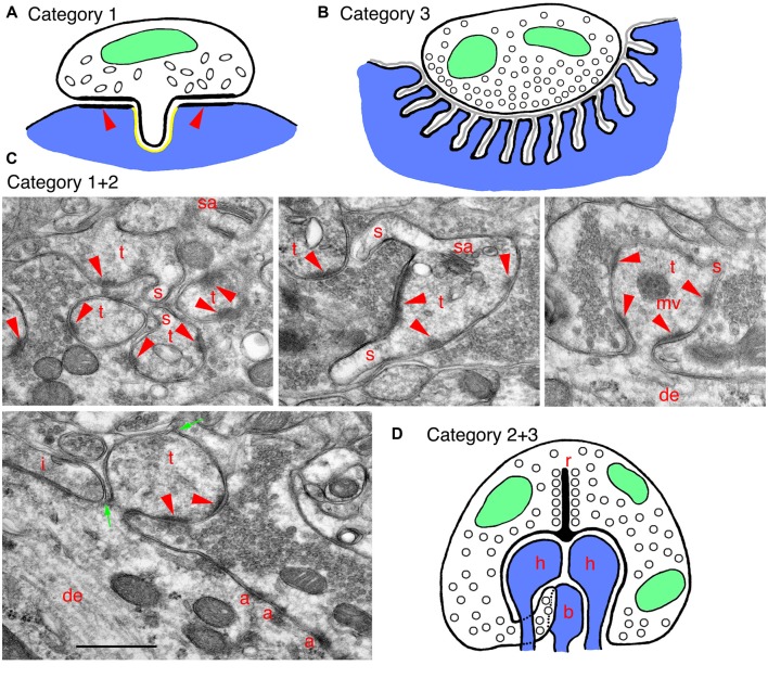 Examples of specialized invaginating structures. (A) A drawing of an unusual example of a category 1 invaginating structure: a presynaptic terminal invaginates into the postsynaptic soma. The synapse has characteristics of inhibitory terminals with a less prominent PSD (arrowheads) and oval-shaped synaptic vesicles. The GABA receptors are on the postsynaptic membrane, lining the PSD (arrowheads) and ringing the invagination, and there are endocannabinoid synthetic enzymes on the postsynaptic side of the invagination (shown in yellow). Endocannabinoid release activates cannabinoid receptors in the presynaptic membrane, and these then mediate retrograde suppression of neurotransmitter release from the terminal. (B) A drawing of a specialized example of a category 3 invaginating structure: a generalized mammalian neuromuscular junction (NMJ). In this example, the presynaptic terminal is only partly invaginated (indented) into the muscle fiber. The indention is lined with deep subjunctional folds in the postsynaptic membrane. A thin basal lamina (gray) extends within the synaptic cleft and into the folds. (C) EM micrographs show examples of invaginating structures combining categories 1 and 2. These are from the CA3 MFT region, as described in Figure 1C. Thorny excrescences (category 2) also commonly invaginate spinules (s; category 1) into the MFTs, especially apparent in the upper three micrographs. Note in the left, lower micrograph how thin portions of the MFT shown between the two green arrows surround part of the invaginated thorny excrescence. A tiny spinule is barely visible near the top green arrow. Note also how this MFT isolates the thorny excrescence surface from possible spillover from an adjacent inhibitory terminal (i); the latter is identified by the elongate symmetrical density as well as by some obscure pleomorphic synaptic vesicles (compare to the more distinctive and rounder excitatory synaptic vesicles in the MFTs). Common organelles in the thorny excrescences include the spine apparatus (sa) and multivesicular body (mv). (D) A drawing of a specialized invaginating structure combining categories 2 and 3. A photoreceptor terminal-synaptic ribbon (r) contacts a deep invagination containing postsynaptic processes (category 2) from horizontal (h) and bipolar (b) neurons, as well as projections from the terminal. Rod terminals in mammals usually have a single invaginated ribbon/active zone with two horizontal and two bipolar cell processes, as well as “fingers” of rod cytoplasm, while cone terminals have multiple invaginated ribbon/active zones, each with two horizontal and 1–2 bipolar cell processes (Rao-Mirotznik et al., 1995; Sterling and Demb, 2004; Petralia et al., 2017). The horizontal cell processes also may act as invaginating presynaptic terminals (category 3) since they send a retrograde signal to the photoreceptor terminal, mediating a feedback mechanism.