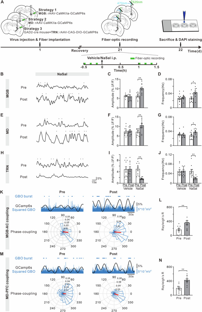 Calcium transients of glutamatergic and GABAergic neurons in the thalamus and phase-locking of MGB-AC and MD-PFC in NaSal-treated mice.A Timeline of the virus injection, drug treatment and fiber-optic recording. Representative calcium transient traces of the MGB (B), MD (E) and TRN (H) before and after NaSal injection. Dot marks a transient event higher than mean + SD of ΔF/F. C, F, I Effect of the vehicle (left) and NaSal (right) treatment on the amplitude of calcium transients. D, G, J Effect of the vehicle (left) and NaSal (right) treatment on the frequency of calcium transients. K Examples of calcium transients (black line) of MGB neurons and GBO (blue line) of AC. Blue dot: identified GBO burst. Polar-histogram: the phase-locking between GBO bursts of AC and calcium transients of MGB neurons. Red bar: mean vector length of phase-locking value. L Bar chart showing R value in Rayleigh’s test of MGB-AC phase-locking before and after NaSal injection. M Examples of calcium transients of MD neurons and GBO of PFC and the phase-locking between them. N Bar chart showing R value in Rayleigh’s test of MD-PFC phase-locking. *p < 0.05, **p < 0.01, unpaired t-test, n = 10 mice per group.