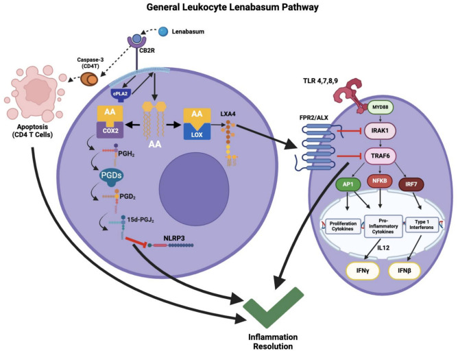 Molecular CB2R-mediated lenabasum pathway adapted from Burnstein13. In CD4+ T cell specifically, lenabasum binds to CB2R and activates caspase-3. This leads to CD4+ T cell apoptosis. As a general leukocyte pathway, lenabasum binds to CB2R and activates cPLA2 to break down phospholipids to AA. The pathway branches into a COX2-mediated and 15LOX1-mediated pathway. The COX2 pathway begins with the conversion of AA via COX2 into PGH2, which is subsequently converted to PGD2 by PGDs. PGD2 is converted to 15d-PGJ2 through a non-enzymatic spontaneous reaction. 15d-PGJ2 inhibits NLRP3 and leads to inflammation resolution. The latter 15LOX1 pathway converts AA into LXA4 via 15LOX1, which can bind to the FPR2/ALX receptor on a nearby cell and lead to inflammation resolution (although this LXA4-FPR2/ALX interaction is not definitive). FPR2/ALX exerts its anti-inflammatory effects by inhibiting IRAK1 and TRAF6. IRAK1 and TRAF6 are downstream effectors of TLR activation and ultimately lead to the production of INFβ via IRF5 and IFNγ via NFkB and IL-1239–42. Created with BioRender.com. cPLA2: Cytosolic phospholipase A2; AA: Arachidonic acid; COX2: Cyclooxygenase-2; 15LOX1: 15-lipoxygenase-1; PGH2: Prostaglandin H2; PGDs: Prostaglandin D2 synthase; PGD2: Prostaglandin D2; 15d-PGJ2: 15-Deoxy-Δ -12,14-prostaglandin J2; NLRP3: Nod-like receptor protein 3; LXA4: Lipoxin A4; FPR2/ALX: Formyl peptide receptor 2.
