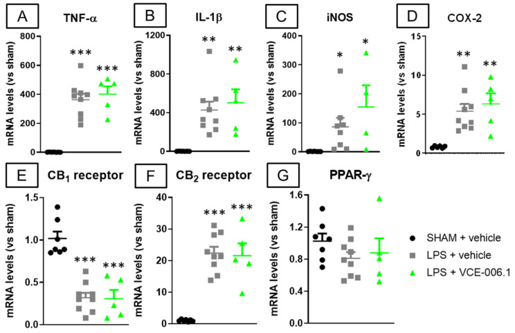 mRNA levels for TNF-α (A), IL-1β (B), iNOS (C), COX-2 (D), CB1 receptor (E), CB2 receptor (F), and PPAR-γ (G) measured by qPCR in the striatum of male mice subjected to unilateral LPS lesions or sham-operated and daily treated with VCE-006.1 (20 mg/kg, i.p.) for 2 weeks. GAPDH was used as an endogenous reference gene for data normalization. Values correspond to fold of change vs. sham-operated controls and are expressed as means ± SEM of more than 5 animals per group. Data were assessed by one-way ANOVA followed by the Tukey test (* p < 0.05, ** p < 0.01, *** p < 0.005 vs. the two sham-operated groups).