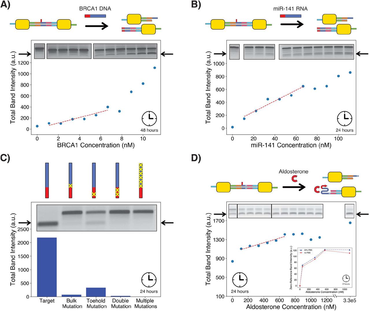Detection of various biomarkers using purified dimer payloads; each panel has a different y-axis range due to variations in band size and image brightness. All gels are TBE-based, except for panel C, which is TAE-based (TBE version of this result available in Figure S2). Full gel images for panels A, B and D are available in Figures S3-S5. None of the gel images are computer-adjusted and only vary in exposure time (between 10-25s). a.u. = arbitrary units. A) Detection of single-stranded BRCA1 DNA fragment, graph points correspond to the gel bands embedded within the figure. LOD calculated to be 2.9nM, using the linear trendline y=49.81x + 8.80 shown on the graph. B) Detection of miR-141 RNA fragment. Results similar to those for BRCA1, but LOD is higher (18.7nM, with linear trendline y=8.33x + 86.67 shown on graph). Output quantification encompasses both visible single-payload bands. C) Specificity analysis on BRCA1 DNA fragment. A clear reduction in output signal is observed against all incorrect targets, including those with just one mismatch. All targets were introduced at a concentration of 111nM and incubated for 24 hours. D) Detection of aldosterone using aptamer payloads. Due to the aptamer partially dissociating without any target present, the output band quickly saturates, preventing accurate quantification of aldosterone at higher concentrations, but still allowing for detection (LOD 222nM, with linear trendline y=0.50x + 1033.93 shown on graph). Output quantification encompasses both visible single-payload bands. The inset shows detection of aldosterone in 20% FBS produces results which are very close to those in standard buffer. ‘Zero-Reference Band Intensity’ refers to the pixel intensity above that of the baseline output band (no target present). The actual bands corresponding to these results are provided in Figure S6. All samples for FBS comparison were incubated with their targets for 2 hours at 21°C with constant agitation prior to gel loading. Only the top output band was considered for quantification.