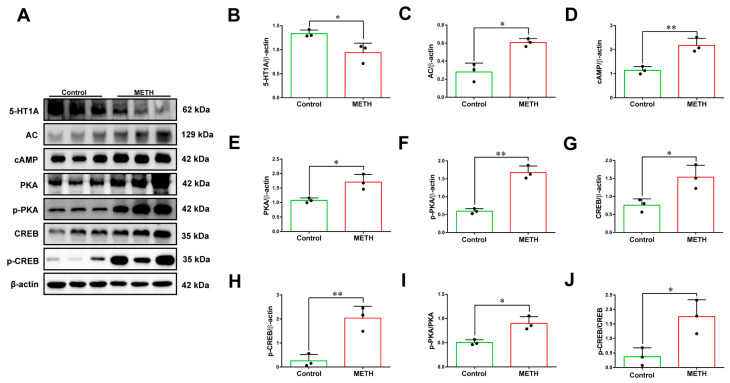 METH induces alterations in the expression levels of pathway-related proteins in primary neurons. (A–J) Western blot analysis and quantitative quantification of 5-HT1A, AC, cAMP, PKA, p-PKA, CREB and p-CREB protein expression in primary neurons after 2 mM METH treatment for 24 h. β-actin was used as internal reference. Results are presented as means ± SD of three experiments. * p < 0.05, ** p < 0.01 vs. Control group; independent samples t-test.