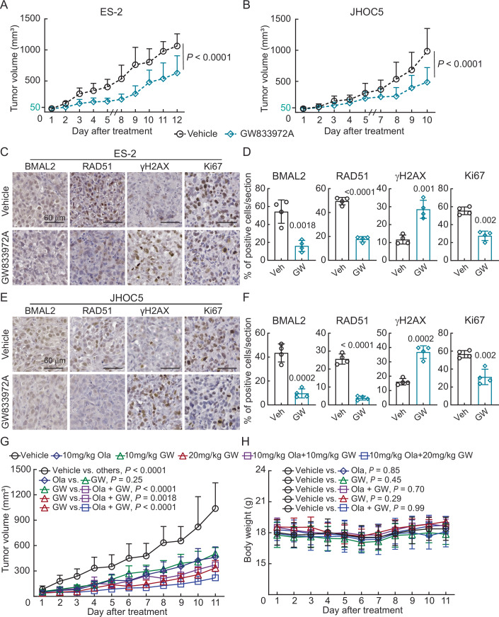 Targeting BMAL2 by GW833972A increases DNA damage and inhibits ARID1A-wt OCCC tumor growth in mouse xenografts.(A) Subcutaneous xenograft model in NUDE mice using ES-2 cells with or without 10 mg/kg GW833972A treatment. Five mice were used for each group, and data were shown as mean ± SD (n = 5). Nonlinear regression (curve fit) analysis was used to test for significant differences between the tumor growth curve of the vehicle control and GW833972A-treated group (P value is indicated). (B) Subcutaneous xenograft model in NUDE mice using JHOC5 cells with or without 10 mg/kg GW833972A treatment. Five mice were used for each group, and data were shown as mean ± SD (n = 5). Data formatting is as described for (A). (C) Representative images of BMAL2, RAD51, γH2AX, and Ki67 IHC staining using serial tumor sections from ES-2-derived tumors. (Scale bars, 60 μm). (D) Quantification of the percentage of positive cells for the experiment shown in (C). Randomly selected regions from tissue sections shown in (C) were used (n = 4) for staining and quantification. Data were shown as mean ± SD with P value based on an unpaired t-test. (E) Representative images of BMAL2, RAD51, γH2AX and Ki67 IHC staining using serial tumor sections from JHOC5-derived tumors. (Scale bars, 60 μm). (F) Quantification of the percentage of positive cells for the experiment shown in (E). Randomly selected regions from tissue sections shown in (E) were used (n = 4) for staining and quantification. Data were shown as mean ± SD with P value based on an unpaired t-test. (G) Subcutaneous xenograft model in NUDE mice using ES-2 cells treated with either vehicle, 10 mg/kg Olaparib, 10 mg/kg or 20 mg/kg GW833972A, or GW833972A-Olaparib combination. Five mice were used for each group, and data were shown as mean ± SD (n = 5). Nonlinear regression (curve fit) analysis was used to test for significant differences between the tumor growth curves of different groups (P values are indicated). (H) Body weight curve of the mice from (G). Nonlinear regression (curve fit) analysis was used to test for significant differences between the body weight curve of the vehicle control and drug-treated groups (P values are indicated). Source data are available online for this figure.
