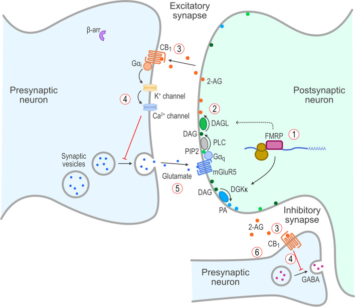 Endocannabinoid-mediated signaling in the CNS in the normal state. In a normal state with FMR1 protein present, (1) FMRP supports expression of DGKκ and traffics DAGL mRNA, which results in (2) normal production of 2-AG and release into the synaptic cleft, which (3) stimulates presynaptic CB1 receptors resulting in (4) retrograde inhibitory signaling and (5) optimal release of glutamate and activation of mGluR5 receptors and (6) modulation of GABAergic function. 2-AG, 2-arachidonoylglycerol; β-arr, β-arrestin; CB1, cannabinoid type 1 receptor; CNS, central nervous system; DAG, diacylglycerol; DAGL, diacylglycerol lipase; DGKκ, diacylglycerol kinase-κ; FMRP, FMR1 protein; G, G proteins; GABA, γ-aminobutyric acid; mGluR5, group I metabotropic glutamate receptor 5; mRNA, messenger RNA; PA, phosphatidic acid; PIP2, phosphatidylinositol-4,5-bisphosphate; PLC, phospholipase C