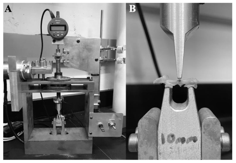 The three-point bender was used in the present study. (A) The full machine shown without a bone on the support beams. (B) The 10 mm support beams are shown with an example right femur bone, marked at the mid-point (black).