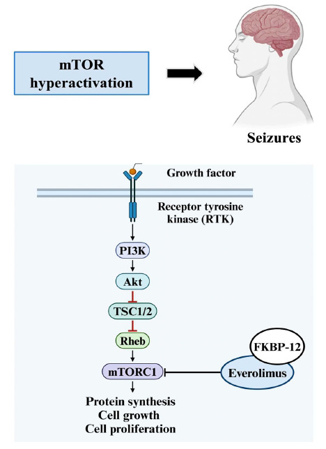 Mechanism of action of everolimus in regulating hyperactivation of the mTOR pathway in TSC that leads to seizures. (Akt: Protein kinase B; FKBP-12: FK506-binding protein 12; mTORC1: Mechanistic target of rapamycin complex 1; PI3K: Phosphoinositide 3-kinase; Rheb: Ras homolog enriched in brain; TSC1/2: Tuberous sclerosis complex 1 and 2).