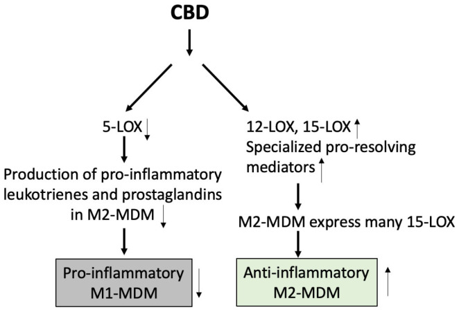 Influence of CBD on molecular switch to produce anti-inflammatory M2-monocyte-derived-macrophages. CBD increases specialized pro-resolving mediators by stimulating phospholipase A2 enzyme-dependent polyunsaturated fatty acid release and by increasing 12/15-LOX. It also suppresses 5-LOX leukotriene production [16]. M2-MDM: M2-monocyte-derived macrophage, LOX: lipoxygenase. Thick arrows show the process, and thin arrows show increase/decrease in the amount.