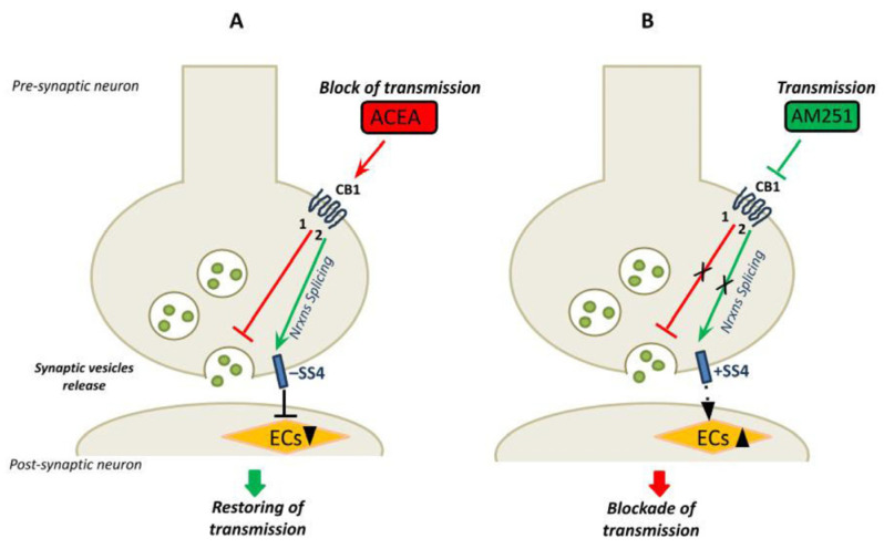 The model shows the link between CB1 receptors signaling, neurotransmission and the neurexin SS4 splice variants expression in mouse hippocampus. (A) The CB1 receptors specific agonist ACEA activates the CB1 receptors leading to: (1) inhibition of the synaptic vesicles release and block of neurotransmission (red line); (2) alternative splicing of Nrxns and main expression of Nrxns splice variants SS4− (green arrow). The SS4− reduces the synthesis of en-docannabinoids (ECs) at postsynaptic neurons, restoring neurotransmission [36]. (B) The CB1 receptors specific an-tagonist AM251 blocks the receptor signaling leading to: (1) promotion of vesicles release and neurotransmission (red line) and (2) inhibition of alternative splicing of Nrxns, and expression of the SS4+ splice variants (green arrow). The SS4+ may play a role in reducing the neurotransmission to basal level (by inducing the synthesis of ECs). In the proposed model the expression of Nrxn splice variants at SS4, associated with changes in neurotransmission, may function in maintaining the basal neural activity.