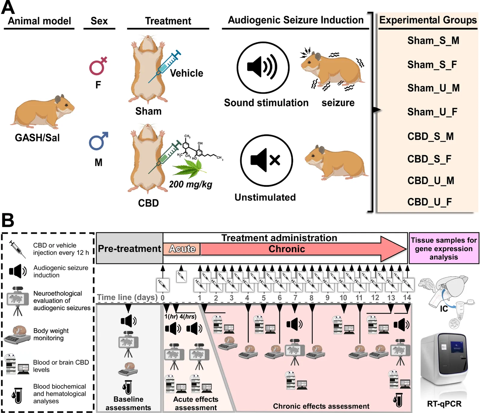 Panel A illustrates an experimental design using male and female GASH/Sal hamsters divided by treatment (sham, vehicle, or cannabidiol 200 mg/kg) and exposed or not to sound-induced seizures, forming eight experimental groups. Panel B depicts the timeline of pre-treatment, acute, and chronic treatment phases with repeated seizure stimulation, behavioral and physiological assessments, blood sampling, and subsequent gene expression analysis using RT-qPCR.