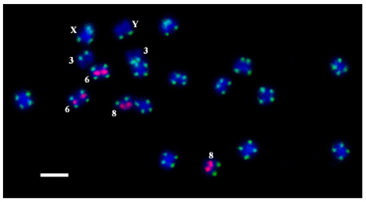The results of oligo-FISH experiments with the oligo-probes CS-1-FAM (green) and CS-237-TAMRA (pink) on C. sativa chromosomes. Distinguished chromosomes are indicated according to Alexandrov et al. [31]. Bar equals 5 μm.