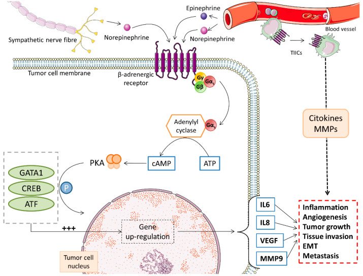 Role of β-adrenergic modulatory mechanisms in tumor development and progression. Release of catecholamines in the tumor tissue associated with activation of sympathoadrenal system, stimulates β-adrenergic receptors on melanoma and tumor microenvironment cells. In tumor cells it further induces an increase of cAMP formation which, in its turn, activates multiple intracellular signaling pathways, such as GATA1, CREB and ATF, initiating protumorigenic mechanisms. Adrenergic stimulation of tumor infiltrating immune cells (TIICs) increases the production of proinflammatory cytokines and matrix metalloproteinases (MMPs), also favoring tumor growth, invasion and metastasis.
