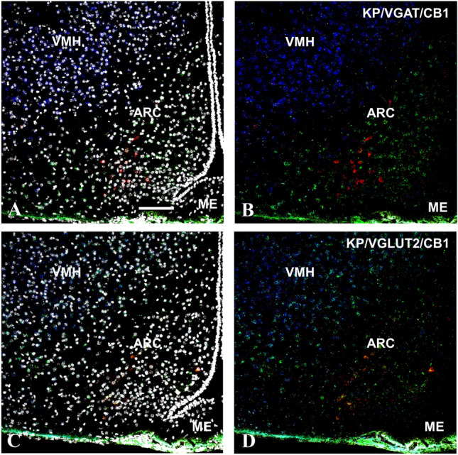 Kisspeptin (KP, red), type 1 cannabinoid receptor (CB1, blue), and vesicular GABA (VGAT, green) or glutamate transporter (VGLUT2, green) transcripts detected by the RNAscope in situ hybridization technique in the medial basal hypothalamus of OVX + Oil mice. DAPI counterstaining (grey–white spots) demonstrates the cell nuclei and supports the area and cell-specific identification of the different transcripts (A and C). The KP mRNA signal is present in the arcuate nucleus, where a low level of CB1 transcript can also be detected (B and D). In contrast, the VMH shows a much stronger CB1 mRNA signal in co-distribution almost exclusively with the VGULT2 mRNA signal (B and D). Scale bar 100 µm