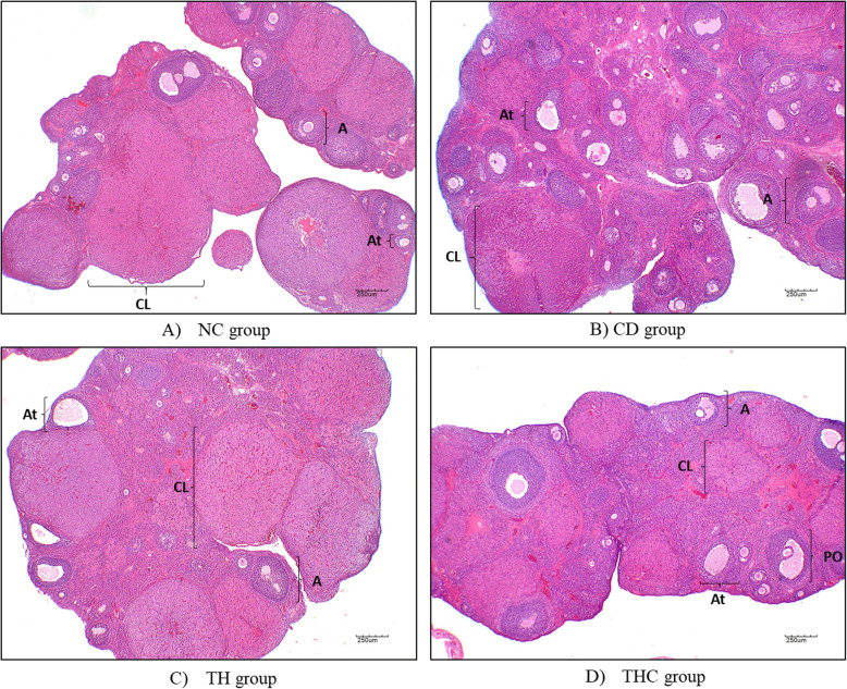 Representative ovarian section in all experimental groups. NC (Negative control) = vehicle deionized water; CD (Cadmium) = Cd at 5 mg/kg; TH (Tualang honey + Cadmium) = Tualang honey at 200 mg/kg followed by Cd at 5 mg/kg; THC (Tualang honey Control) = Tualang honey at 200 mg/kg. A: Antral; CL: Corpus luteum; At: Atretic; PO: Preovulatory. Scale bar = 250 μm