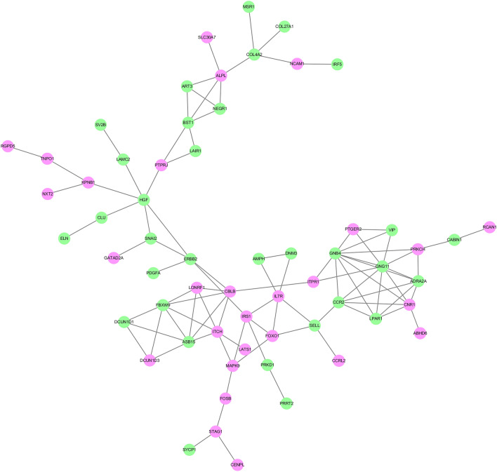 PPI network of the genes in ceRNA networks. Purple circles indicate upregulated expression and green circles indicates downregulated expression. The confidence of protein interactions was set to high. Only the combined protein score which was equal or greater than 0.7 was retained.