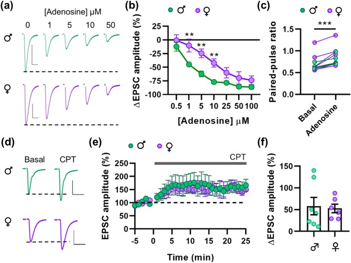 Male mice show higher sensitivity to adenosine. (a) Representative EPSC traces obtained from male and female mice in response to increasing concentrations of adenosine. (b) Change in EPSC amplitude in response to increasing concentrations of adenosine. (c) Paired‐pulse ratio before and after adenosine application. (d) Representative EPSC traces obtained from male and female mice before (basal) and after CPT (2 μM) perfusion. (e) Time course and (f) change in EPSC amplitude in response to CPT in males and females. Data are expressed as mean ± s.e.m. Statistical differences comparing adenosine dose–response (Two‐way ANOVA) and CPT (unpaired Student's t‐test) effects in males and females and paired‐pulse ratio before and after adenosine (paired Student's t‐test) are expressed as (**) p < 0.01, and (***) p < 0.001. Scale bars: 100 pA, 20 ms.