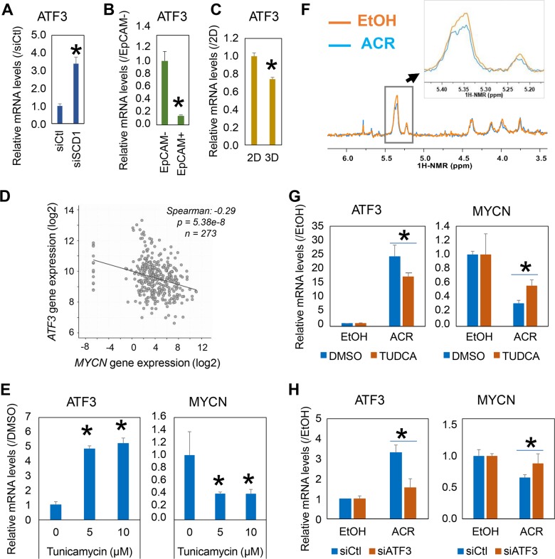 ER stress regulates MYCN gene expression in MYCNhigh HCC cells.a ATF3 gene expression in JHH7 cells treated with 100 nM control siRNA (siCtl) or siSCD1 for 24 h. b ATF3 gene expression in FACS-isolated EpCAM+ and EpCAM− JHH7 cells. c ATF3 gene expression in JHH7 cells grown as monolayers (2D) and spheres (3D). d Correlation between MYCN and ATF3 gene expression levels in HCC tissues of 372 patients obtained from the liver hepatocellular carcinoma TCGA PanCancer RNA-seq database. e Effect of ER stress inducer tunicamycin on ATF3 (left) and MYCN (right) gene expression in JHH7 cells. The cells were treated with tunicamycin at indicated concentrations for 4 h. f Expansion of the 1H NMR spectrum of JHH7 cells treated with EtOH or 15 μM ACR for 4 h. The double bond region of unsaturated fatty acids from 5.20 to 5.45 ppm were highlighted. g Effect of ER stress inhibitor tauroursodeoxycholic acid (TUDCA) on ACR-mediated gene expression of ATF3 (left) and MYCN (right) in JHH7 cells. The cells were treated with EtOH or 15 μM ACR in the absence or presence of 1 mM TUDCA for 4 h. h Effect of siATF3 on ACR-mediated gene expression of ATF3 (left) and MYCN (right) in JHH7 cells. The cells were transfected with 100 nM siCtl or siATF3 for 24 h and then treated with EtOH or 15 μM ACR for 4 h. The data are presented as means (n = 3 replicates) ± SD; *p < 0.05, Student’s t-test.
