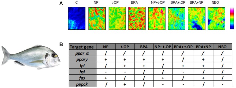 Modulation of lipid content and metabolism in Seabream fed xenobiotics. (A) False color images of liver sections from C, NP, t-OP, BPA, and xenobiotic mixtures representing the topographical distribution of lipids. Adapted from Carnevali et al. (72). (B) mRNA variations in the different experimental groups. “+” upregulation, “–” downregulation, “/” no changes respect to control values. Experimental groups C, control fish receiving the commercial feed; NP, fed the commercial feed enriched with 5 mg/kg bw NP; t-OP, fed the commercial feed enriched with 5 mg/kg bw t-OP; BPA, fed the commercial feed enriched with 5 mg/kg bw BPA; NP + t-OP, fed the commercial feed enriched with 5 mg/kg bw NP + 5 mg/kg bw t-OP; BPA + t-OP, fed the commercial feed enriched with 5 mg/kg bw BPA + 5 mg/kg bw t-OP; BPA + NP, fed the commercial feed enriched with 5 mg/kg bw BPA + 5 mg/kg bw NP; NBO, fed the commercial feed enriched with 5 mg/kg bw NP + 5 mg/kg bw BPA + 5 mg/kg bw t-OP. Seabream picture by Dr. Marco Graziano http://tiktaalikillustrations.com.