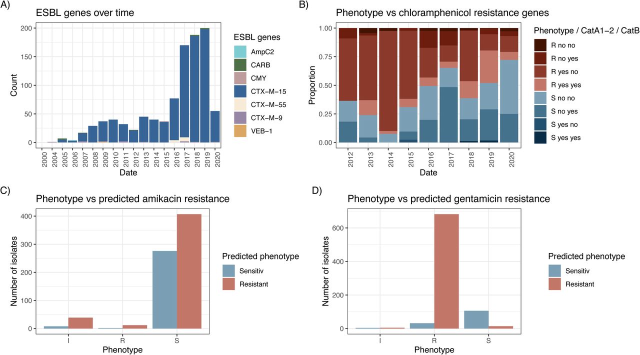Resistance mechanisms only explain beta-lactam, not aminoglycoside, phenotypes.(A) The distribution of ESBL genes over time illustrating the dominance of blaCTX-M-15. (B) Phenotypic chloramphenicol resistance profiles proportional over time and the presence or absence of catA1 and/or catA2 compared to catB4, the recently re-characterised non-functional CAT enzyme. (C) and (D) Predicted aminoglycoside resistance was based on the presence of an Aac6’-Ib-cr or Aac6’-Ib gene (AAC(6’)-I) for amikacin and Aac3_IIa (AAC(3)-II) or AadB (ANT(2”)-I) for gentamicin. The x-axis shows the samples based on phenotypic resistance profiles (intermediate, sensitive, resistant) against (C) amikacin and (D) gentamicin, and the bars show number of isolates in the respective category that would have been predicted as sensitive (blue) or resistant (red) based on the genes as above.