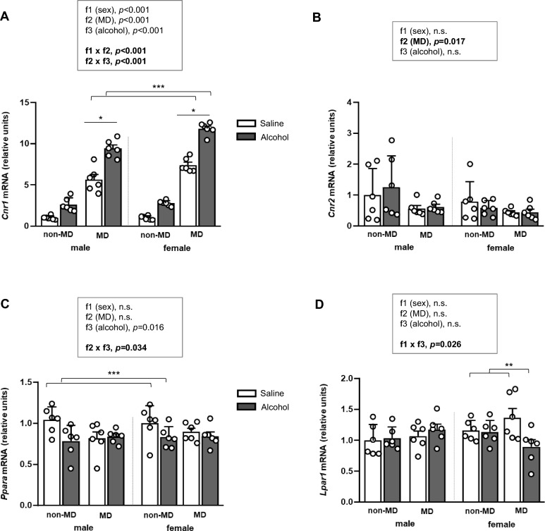 Effects of maternal deprivation, adolescent alcohol exposure, and sex on cannabinoid and LPA receptor gene expression in the mPFC. Relative mRNA expression of (A) Cnr1; (B) Cnr2; (C) Ppara; and (D) Lpar1. Data are expressed as mean ± SEM. Gene expression levels were normalized to the housekeeping gene and expressed relative to the non-MD saline male group. Statistical analyses were performed using three-way ANOVA. p-values in bold denote significant main effects of factors or significant interaction. Symbols indicate significant effects: (*) denotes p < 0.05, comparing MD rats to non-MD rats in males or females; (**) denotes p < 0.05, comparing alcohol-treated rats to saline-treated rats in males or females; (***) denotes p < 0.05, comparing alcohol-treated rats to saline-treated rats in the MD or non-MD groups