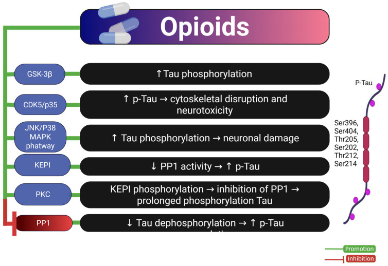 Mechanisms of opioid-induced Tau pathology. The diagram summarizes the molecular pathways by which opioids promote Tau hyperphosphorylation and neurotoxicity. Opioid exposure enhances the activity of kinases such as GSK-3β, CDK5/p35, and JNK/p38 MAPK, leading to increased Tau phosphorylation. Additionally, PKC-induced phosphorylation of KEPI inhibits PP1, a phosphatase responsible for Tau dephosphorylation, resulting in p-Tau accumulation. Overall, this contributes to cytoskeletal disruption and neuronal damage. Green arrows indicate promotion; red lines indicate inhibition. Abbreviations and symbols: GSK-3β: glycogen synthase kinase-3 beta; CDK5/p35: cyclin-dependent kinase 5 with its activator p35; JNK/p38 MAPK: c-Jun N-terminal kinase/p38 mitogen-activated protein kinase; KEPI: kinase enhanced phosphatase inhibitor; PKC: protein kinase C; PP1: protein phosphatase 1; p-Tau: phosphorylated Tau; ↑: increase; ↓: decrease; →: leads to. Figure created with BioRender.com.