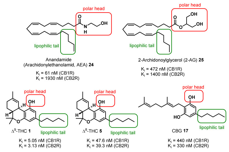 Structures of the endocannabinoids anandamide and 2-archidonoylglycerol and comparison of their binding affinities to cannabinoid receptors (CB1R and CB2R) to selected phytocannabinoids [74,75].