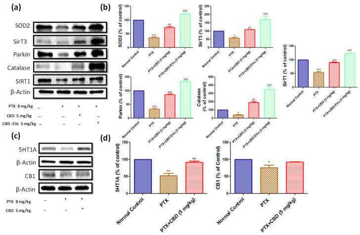 Effect of CBD and CBDEVs on AMPK-SIRT1-NRF1/2 Axis in spinal homogenates and effect of CBD on CB1 and 5HT1A receptors expression in DRG homogenates of PTX induced neuropathic mice. (a) Western blots of spinal homogenates show treatment with CBD (5 mg/kg) and CBD-EVs (5 mg/kg) and (c) Western blots of DRG homogenates show treatment with CBD (5 mg/kg) in PTX-treated mice for six weeks after last dose of PTX administration. (b,d) Bar graphs represent the respective western blots quantification. Values are expressed as mean ± SEM (n = 3). * p < 0.05, ** p < 0.01 and *** p < 0.001 vs. Normal control, ^^ p < 0.01 and ^^^ p < 0.001 vs. PTX (8 mg/kg). NC: untreated age-matched mice, PTX: mice received (8 mg/kg/day) on alternate days for four injections cumulatively, PTX + CBD (5 mg/kg): 5 mg/kg CBD (i.p.) injected twice a week for six weeks after the last PTX injection, PTX + CBD-EVs: 5 mg/kg of CBD loaded in hUCMSCs-derived EVs (i.p.) injected twice a week for six weeks after the last dose of PTX injection.