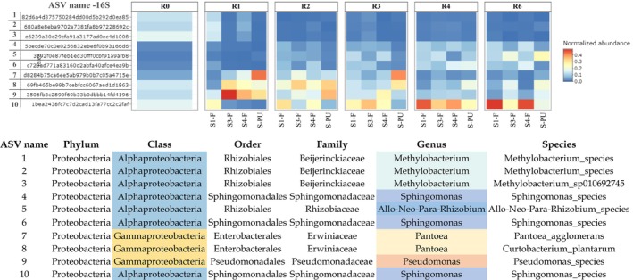 Heatmap of the relative abundance of the top 10 ASV of bacteria in stem field and pilot unit samples. S1‐F: Swath 1 retted in the field, S3‐F: Swath 3 retted in the field, S4‐F: Swath 4 retted in the field, and S‐PU: Swath retted in the pilot unit. ASV are arranged in ascending order of abundance, ranging from the least abundant (1) to the most abundant (10).