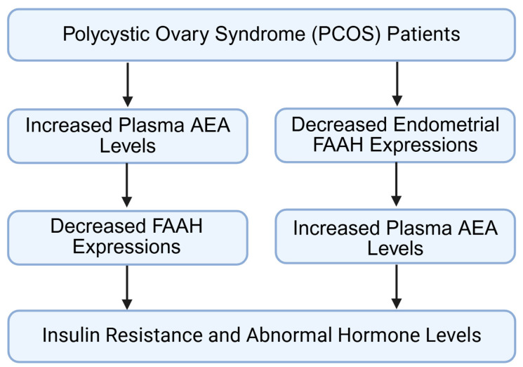 Role of fatty acid amide hydrolase in polycystic ovary syndrome. Impaired FAAH not only affects ovulation, but also alters the ovarian microenvironment, influencing insulin resistance and metabolic dysregulation. FAAH: fatty acid amide hydrolase; AEA: anandamide; PCOS: polycystic ovary syndrome. Created by Bio-Render.