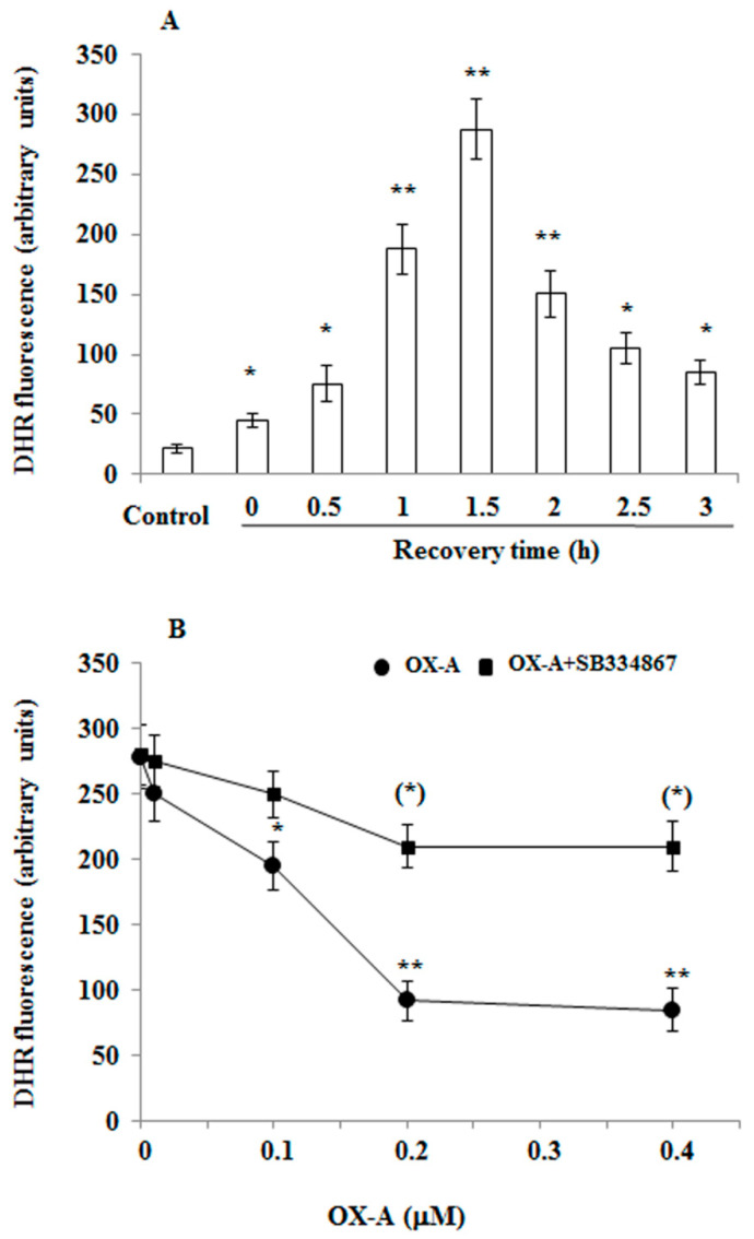 Orexin-A (OX-A) prevents oxygen–glucose deprivation (OGD)-induced reactive oxygen species (ROS) formation in cortical primary neurons. (A) Dihydrorhodamine 123 (DHR)-loaded primary neurons were exposed to OGD for 60 min followed by reoxygenation for increasing time intervals or were maintained under normoxic conditions. After treatment, the cells were observed with a Leica DMI6000 fluorescence microscope equipped with a Leica DFC320 cooled digital CCD camera (Leica Microsystems). The resulting images were analyzed to quantify the mean fluorescence of individual cells using the Metamorph Imaging Software (Leica MetaMorph AF). Results are expressed as arbitrary units and represent the mean ± SEM calculated from three to five separate experiments, each performed in duplicate. * p < 0.05; ** p < 0.01 vs. normoxic-treated cells (one-way ANOVA followed by Bonferroni test). (B) DHR-loaded primary neurons were treated with the different concentration of OX-A for 30 min in the absence or presence of SB334867 (10 µM, added 15 min before OX-A) and, finally, exposed to OGD for 60 min. After treatment, the cells were analyzed with a fluorescence microscope as described in (A). Results expressed as arbitrary units represent the mean ± SEM calculated from three to five separate experiments, each performed in duplicate. * p < 0.05, ** p < 0.001 vs. OGD-treated cells; (**) p < 0.01 vs. OX-A-treated cells (one-way ANOVA followed by Bonferroni test).