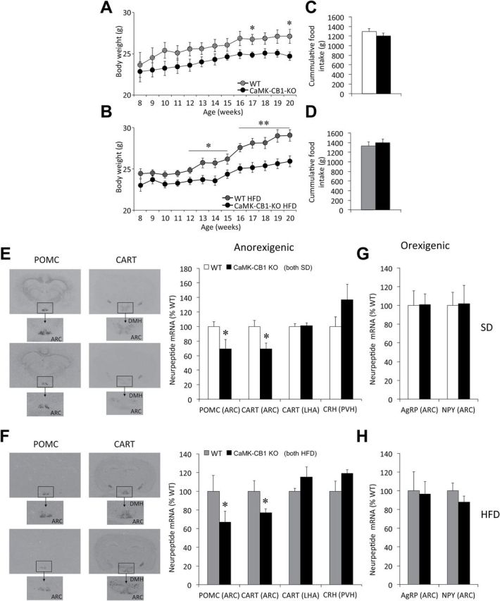 Food intake, body weight, and hypothalamic neuropeptide expression in adult neuronal CB1 conditional null mice (CamK-CB1-KO) mice. (A and B) Body weight gain and (C and D) cumulative food intake between 8–20 weeks in CaMK-CB1-KO mice under either a standard diet (SD; A and C) or high-fat diet (HFD; B and D). (E–H) Representative in situ hybridization autoradiographic images (left panels) and neuroptide mRNA levels (right panels) of anorexigenic (E and F) and orexigenic (G and H) neuropeptides, in CaMK-CB1-KO mice under SD (E and G) and HFD (F and H). ARC, arcuate nucleus of the hypothalamus; LHA, lateral hypothalamic area; DMH, dorsomedial nucleus of the hypothalamus. Data are expressed as mean ± standard error of the mean; n = 6–8 animals per experimental group. *p < 0.05 and **p < 0.01 vs. wildtype.