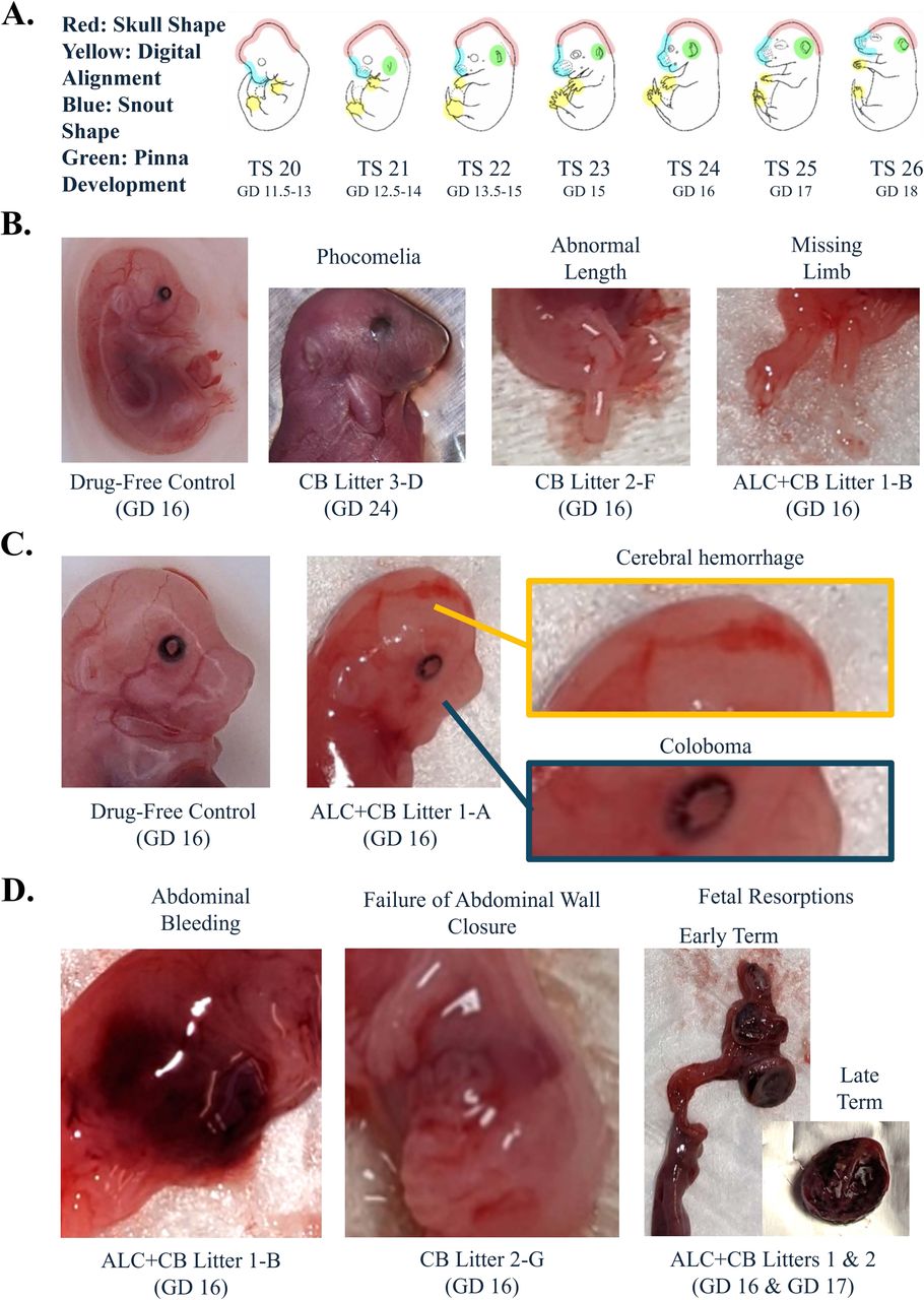 Characterization of non-viable offspring follow prenatal exposure.A) Theiler stages and associated Gestational Day equivalents, adapted from the EMAP eMouse Atlas (Richardson et al., 2013). Color-shaded regions indicate areas evaluated for developmental delays by researchers. B) Examples of limb deficits observed among non-viable offspring, including their associated exposure and litter ID #, alongside a drug-free control fetus. C) Example of an age-matched control fetus alongside a non-viable fetus with a blunted snout, cerebral hemorrhage (orange box) and coloboma (blue box). D) Examples of abdominal issues observed among non-viable offspring, including bleeding and failure for the abdominal wall to close, as evidenced by visible internal organs. Abbreviations: TS = Theiler stage, GD: Gestational Day, CB = Cannabinoid, ALC + CB = Alcohol + Cannabinoid. Symbols: ** indicates p < 0.01
