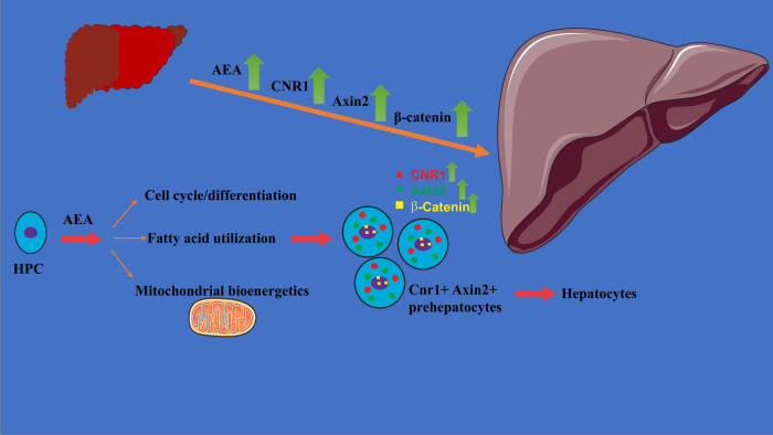 Schematic representation of similar molecular events in liver regeneration after PHx and AEA-induced cell proliferation and differentiation of hepatic progenitor cells.AEA promotes the nuclear localization of the transcription factor β-catenin, with subsequent induction of its downstream targets leading to cell cycling and differentiation. AEA also promotes mitochondrial energetics in HPCs when amino acids and glucose are readily available as substrates, but AEA inhibits it when the cells rely primarily on fatty acid oxidation. The figure was made from Servier Medical Art by Servier, licensed under a Creative Commons Attribution 3.0 Unported License.