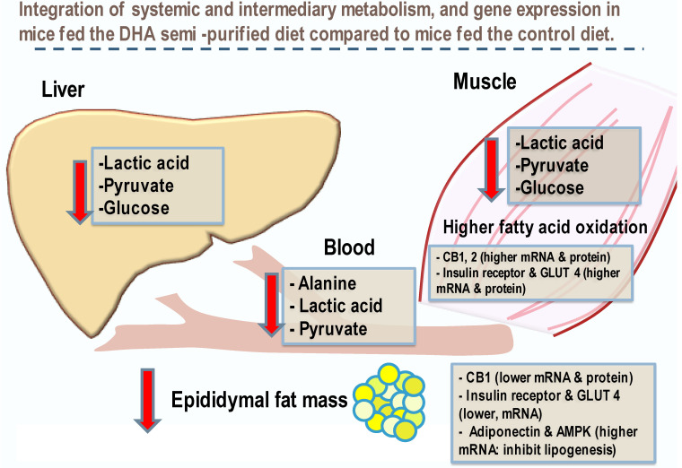 DHA feeding alters macronutrient metabolism between primary anabolic, catabolic, and energy deposition of liver, muscle, and adipose in mice. Relationships between metabolites of the glycolytic pathway and fat metabolism in systemic energy utilization were found in mice fed DHA in a semi-purified diet compared to controls fed the same semi-purified diet but with a control lipid. We make reference to previous findings for molecular aspects of glucose metabolism reported in mouse quadriceps muscle and epididymal fat pad by our laboratory (International Journal of Obesity (2016) 40, 129–137; doi:10.1038/ijo.2015.135 see article [10] for details). These findings suggest that dietary DHA reduces blood glucose and improves glucose catabolism associated with restored eCB tone when fed a high-fat diet.