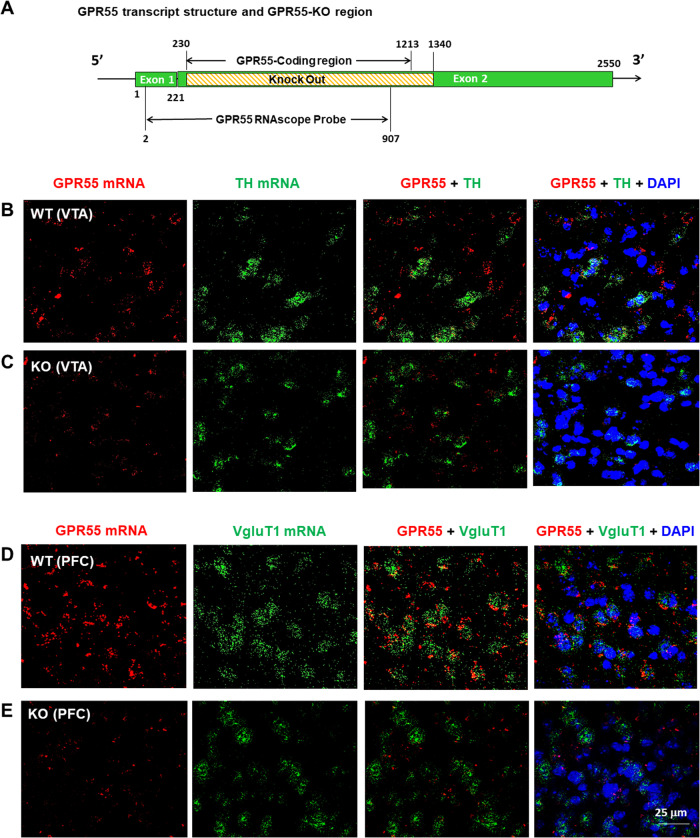 GPR55 RNAscope ISH results in WT and GPR55-KO mice.A Diagram showing the gene knockout strategy for generating GPR55-KO mice, in which the GPR55-coding gene sequence located on Exon 2 was fully deleted. B, C GPR55 mRNA was detected in the VTA in WT mice (B), but not in GPR55-KO mice (C). However, GPR55 did not show colocalization with TH mRNA, a DA neuronal marker, in the VTA of WT mice (B). D, E High-density GPR55 mRNA was also detected in the PFC of WT mice (D), but not in GPR55-KO mice (E). Notably, GPR55 mRNA colocalizes with VgluT1 mRNA, a cortical glutamatergic neuronal marker, in the PFC of WT mice (D). (Also see Figs. S1, 2).